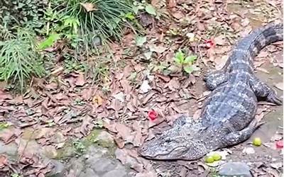男子下鳄鱼池打捞手机险遭攻击 动物园回应：系工作人员